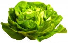 lechuga