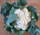 cauliflower