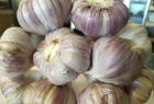 cabeza de ajo