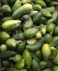 cucumbers ground