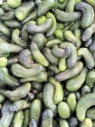 cucumbers ground