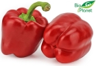 Organic Red Pepper Bio Planet