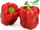 Organic Red Pepper Bio Planet