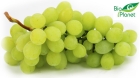 BIO UVA BLANCA (bandeja de alrededor de 0,6 kg )
