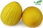 Melon ekologiczny Bio Planet