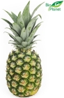 Organic pineapple Bio Planet