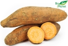 Organic Orange Sweet Potatoes Bio Planet