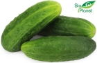 Organic ground cucumbers Bio Planet