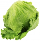 Iceberg lettuce Organic Organic Planet