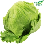Iceberg lettuce Organic Organic Planet