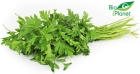 Parsley organic Bio Planet