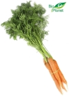 Organic Bio Planet young carrots with parsley