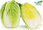 Organic Chinese cabbage Bio Planet