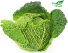 Organic savoy cabbage Bio Planet