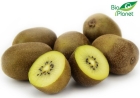 Kiwi żółte ekologiczne Bio