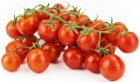 Tomates cherry en una ramita. Organic Bio Planet