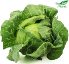 Organic young cabbage from Bio Planet