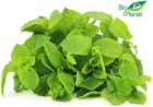 Organic fresh mint Bio Planet