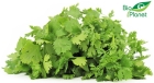 Cilantro fresco ecológico Bio Planet