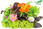 Organic Bio Planet salad mix