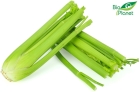 Bio Planet ecological celery