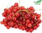 Bio rote Johannisbeeren Bio Planet