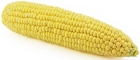 Organic corn Bio Planet