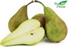 Pears ecological conference Bio Planet