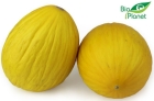 Melon ekologiczny Bio Planet