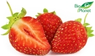 Polnische Bio-Erdbeeren von Bio Planet