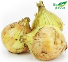 Organic yellow onion Bio Planet