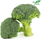 Bio Planet organic broccoli