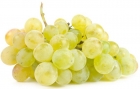 Young green grapes