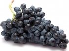 Black young grapes