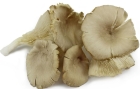 Fresh Oyster Mushrooms Bio Planet