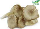 Fresh Oyster Mushrooms Bio Planet