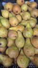 Pears Conference