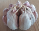 Harnaś großer Knoblauch