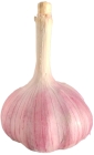 Harnaś großer Knoblauch