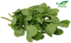 Portulaka ekologiczna Bio Planet