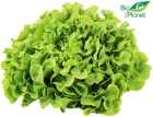 Salata debolistna zielona