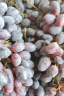 Winogrona ciemne