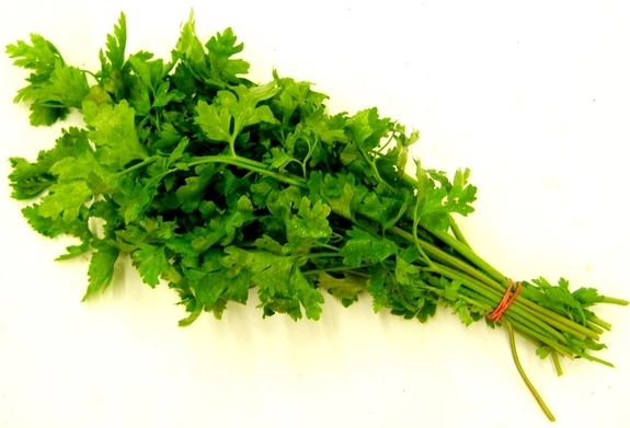 Bunch of parsley tops