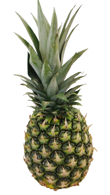 Ananas frais , le poids minimum 1,5 kg , prix par pièce