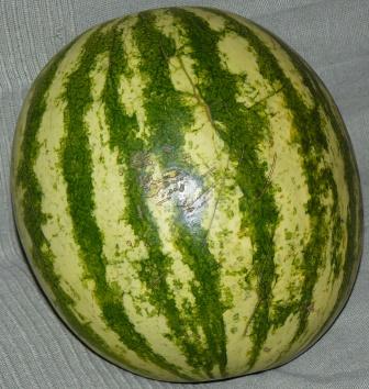 arbuz waga ok. 4,5- 5kg waga ok.