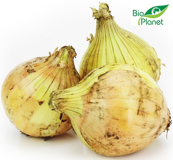 oignon blanc bio Planet Organic
