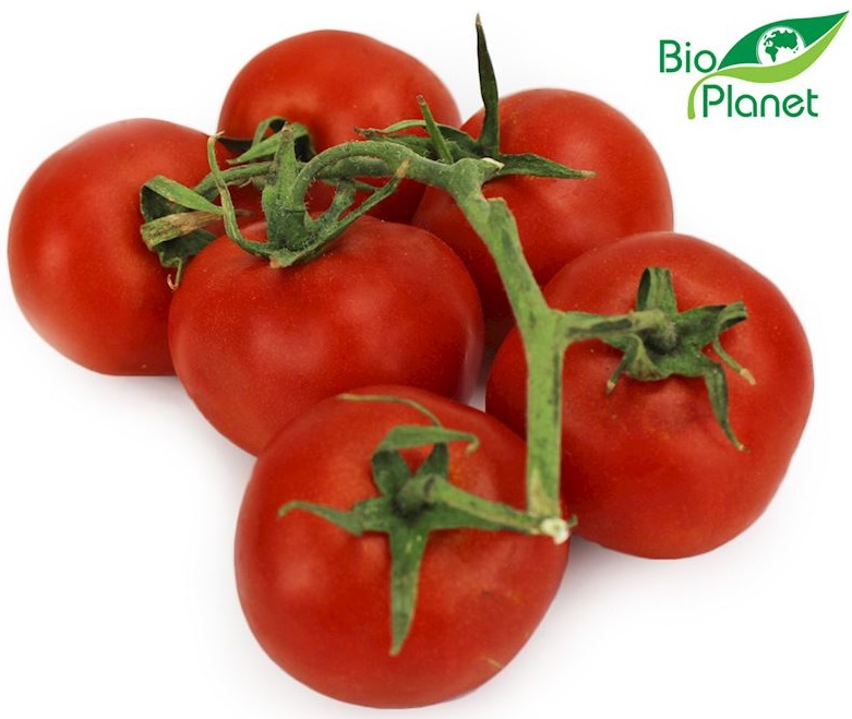 Organic Bio Planet tomatoes on a branch 