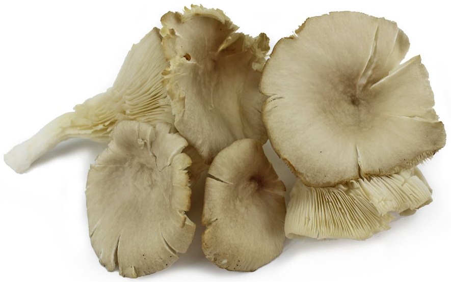 Organic oyster mushroom Bio Planet