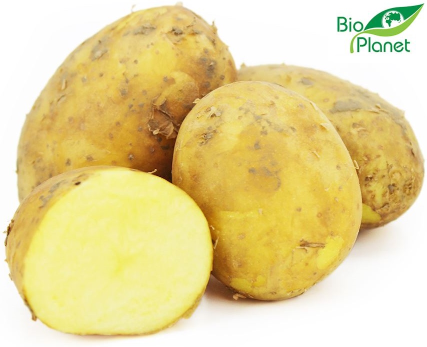 Gelbe junge Bio-Kartoffeln von Bio Planet