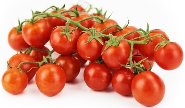 Cherry tomatoes on a branch of Bio Planet